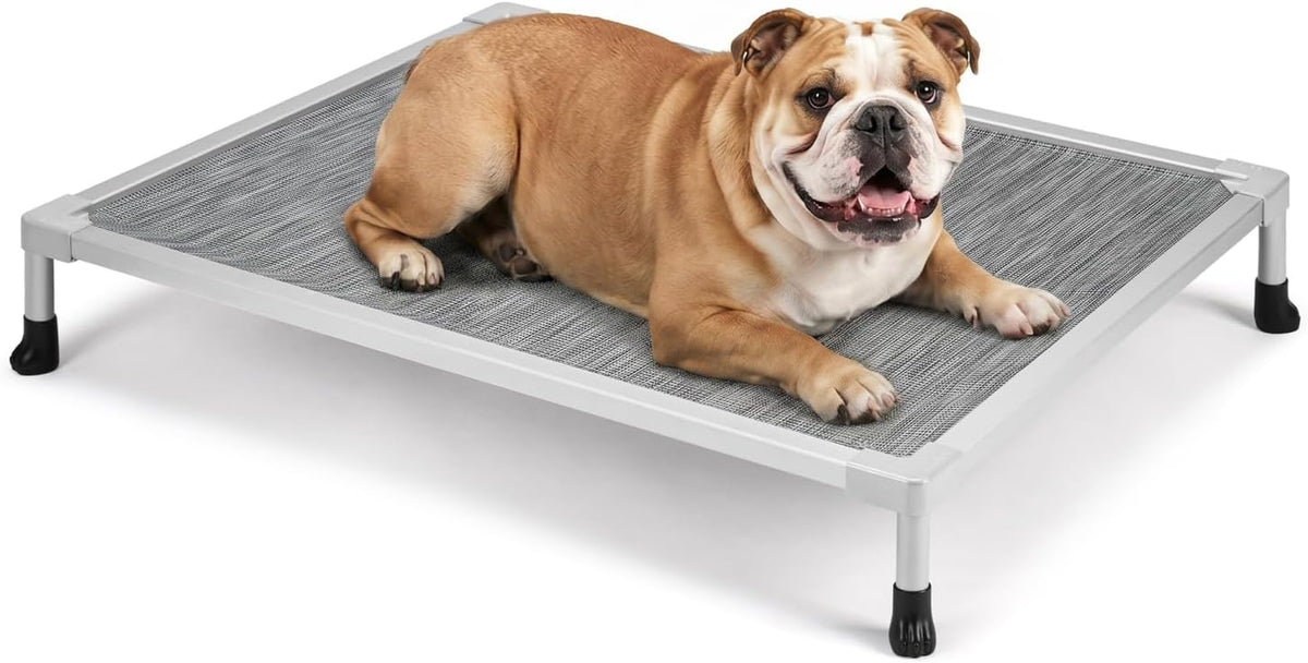 Silver elevated dog cot with gray mesh surface and a brown bulldog lying near one corner, on white background