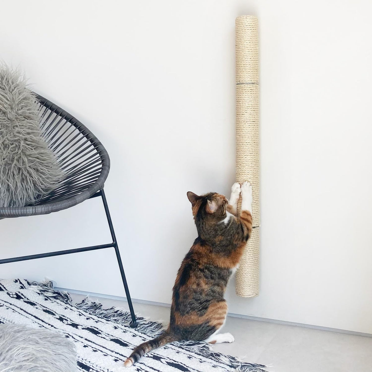 Tabby cat standing and scratching a tall sisal post mounted on a white wall beside a black wire chair and fringed rug.