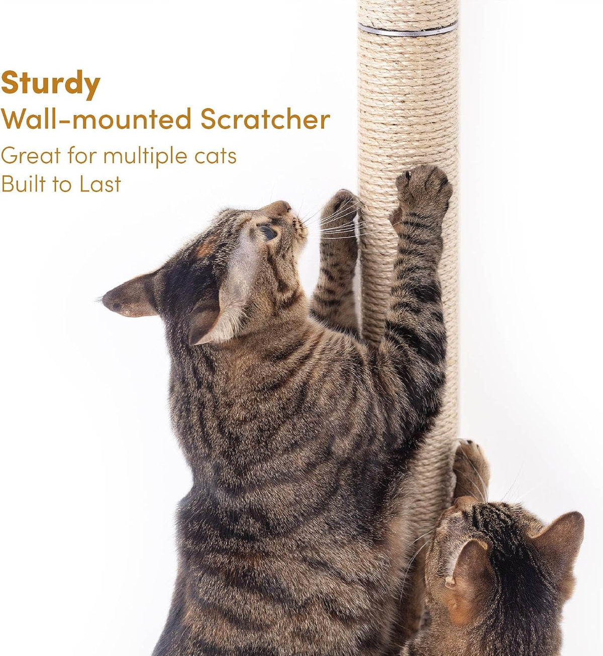 Close-up of two tabby cats using the sisal scratching post, showing rope texture and cats' paws gripping the surface.