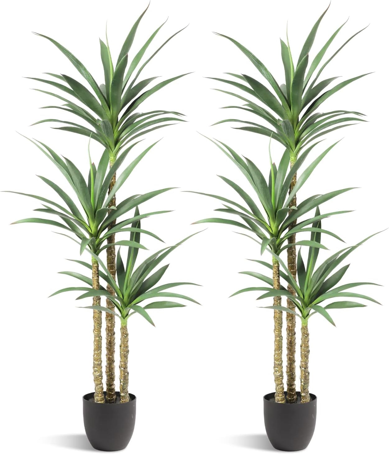 Studio shot of two identical three-trunk artificial agaves side-by-side in small matte black pots on white background