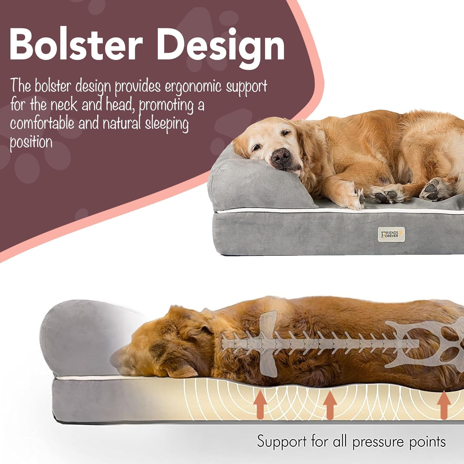 Golden retriever resting head on bolster with graphic cross-section showing spinal support and pressure relief