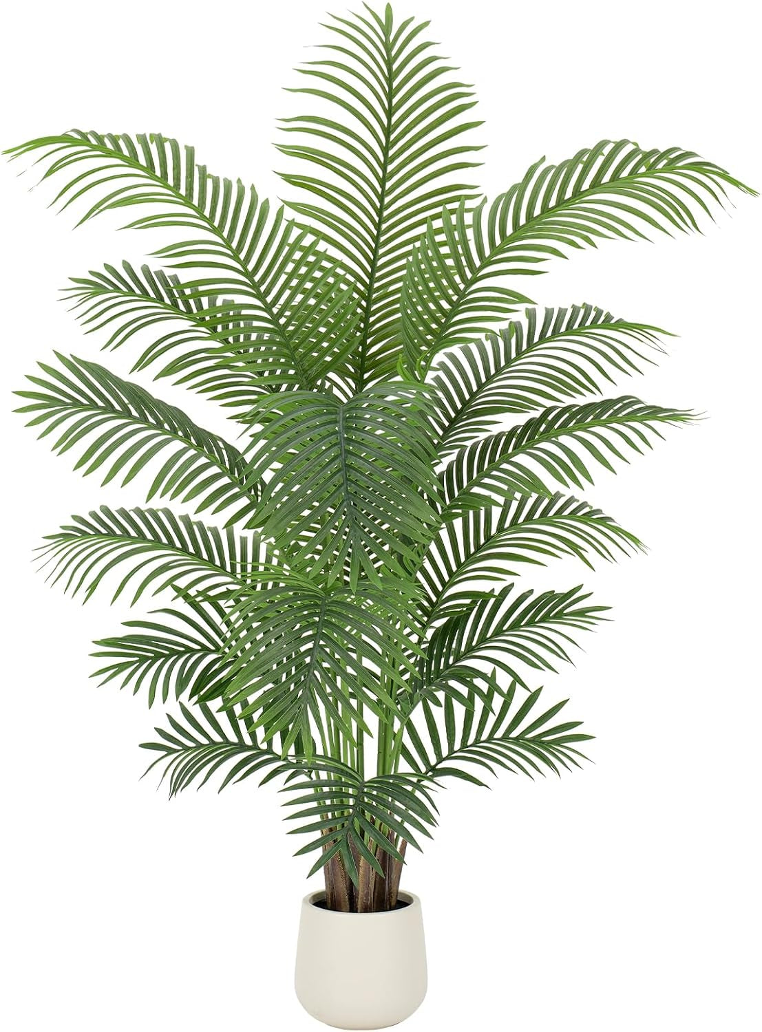 Isolated top-down crop highlighting the fan-like spread of long arching fronds against a white background.
