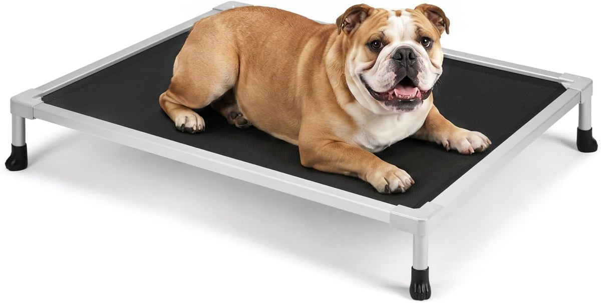 Silver elevated dog cot with black fabric surface and a brown bulldog sprawled on it, isolated on white