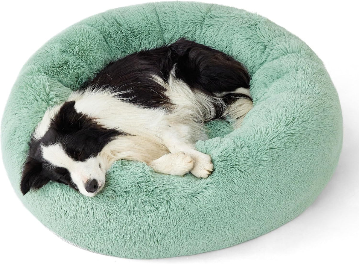 Top view of a small black-and-white dog curled up in a mint-green round faux-fur donut bed.