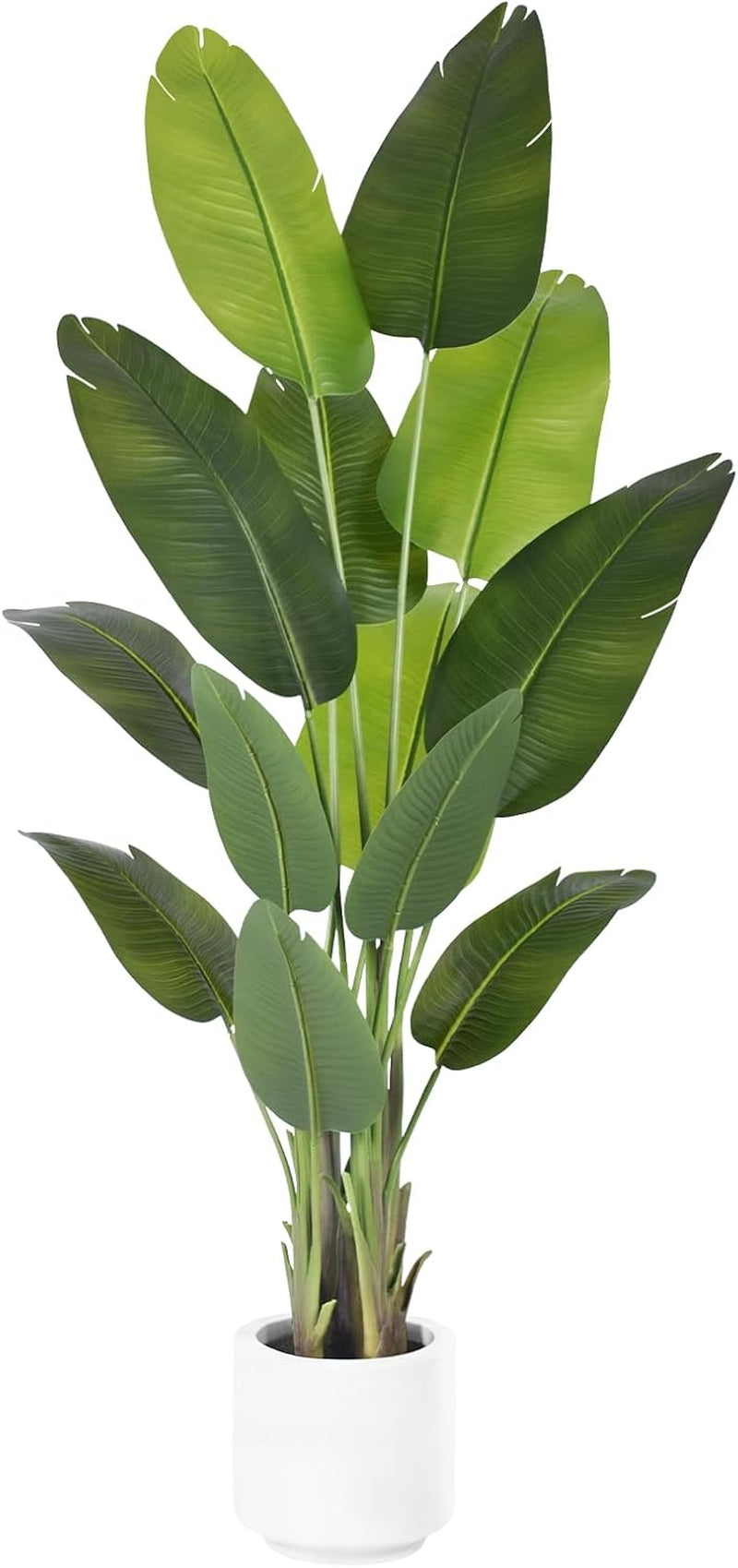 Leaf arrangement front view showing layered broad green leaves rising from a white cylindrical pot