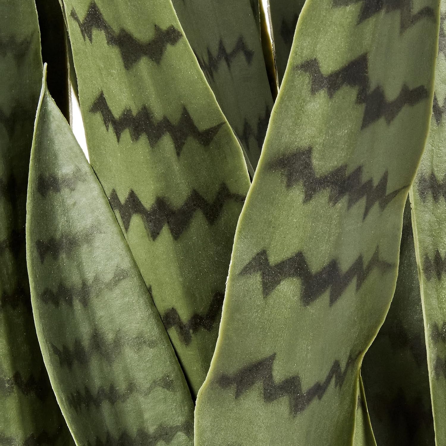 Macro view of broad snake plant leaves highlighting zigzag dark markings and a slightly velvety surface.