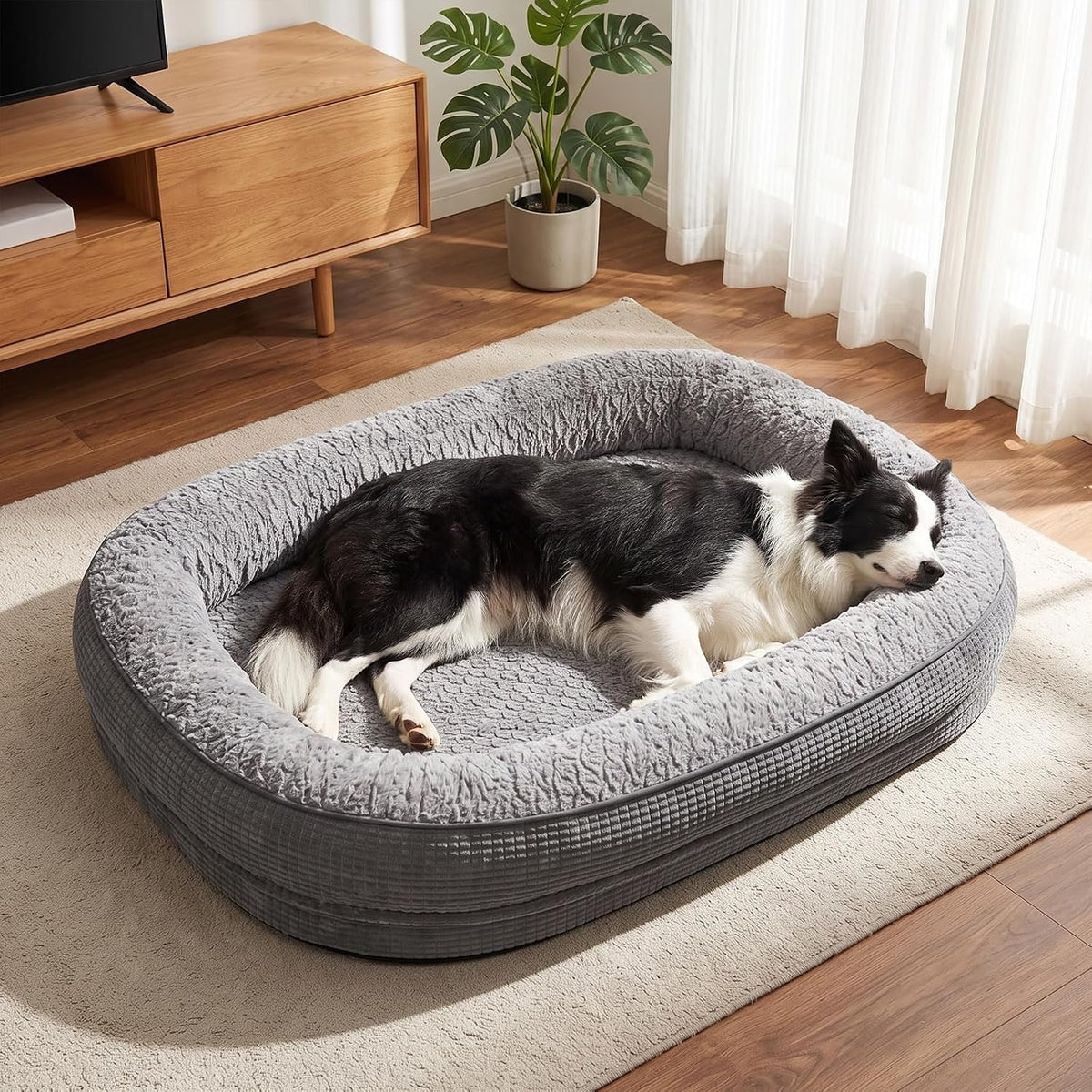 Gray oval dog bed on a light rug in a sunlit living room with a black-and-white dog sleeping inside.