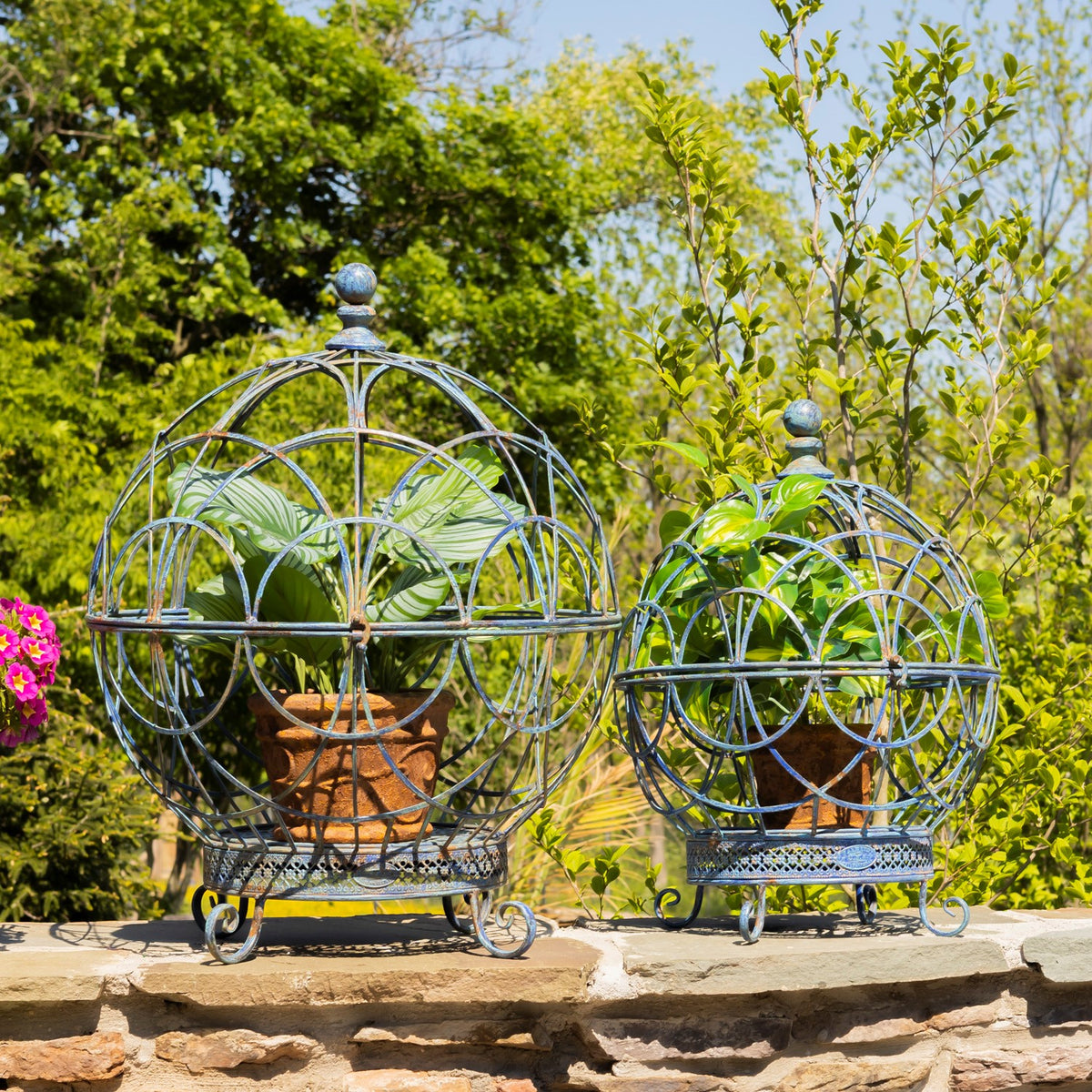 Pair of blue wire globe plant stands with leafy potted plants in a garden