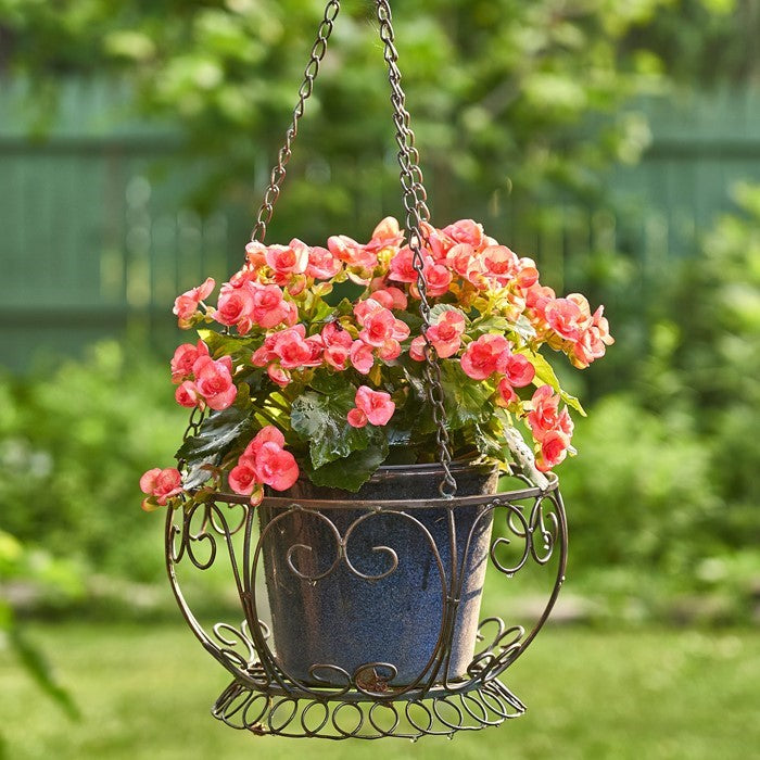 Dark metal hanging basket holding a potted plant with clusters of pink flowers in a garden.