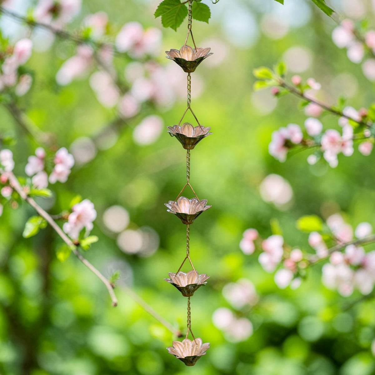 A rain chain with five flower-shaped cups hangs among green leaves and pink blossoms.
