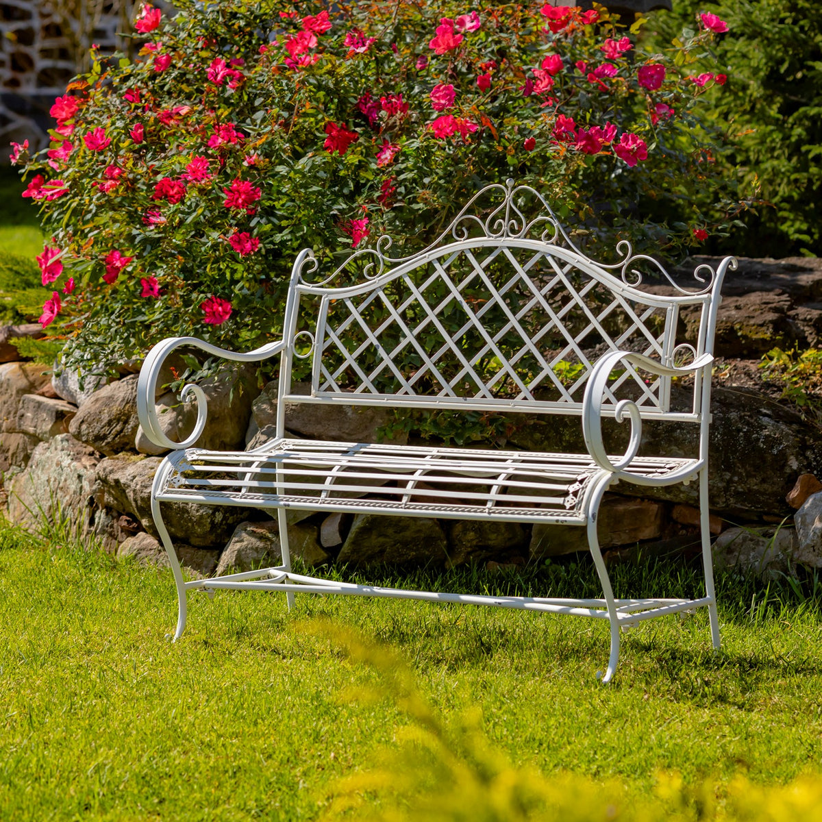 Pale-finish iron garden bench angled on a lawn beneath a flowering rose bush