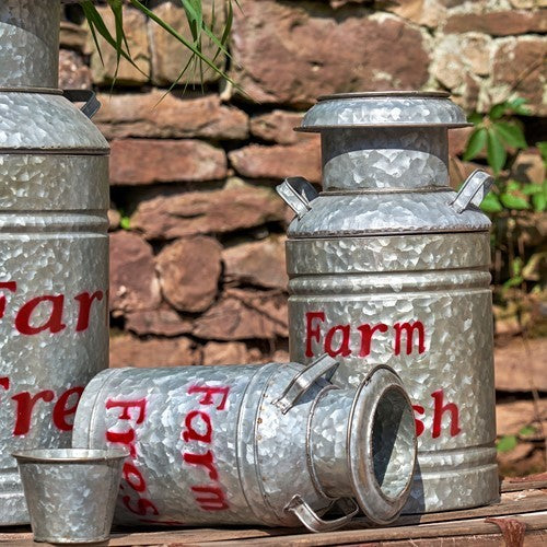 Two galvanized milk-can planters stand by a stone wall as a third lies on its side on a wooden bench.