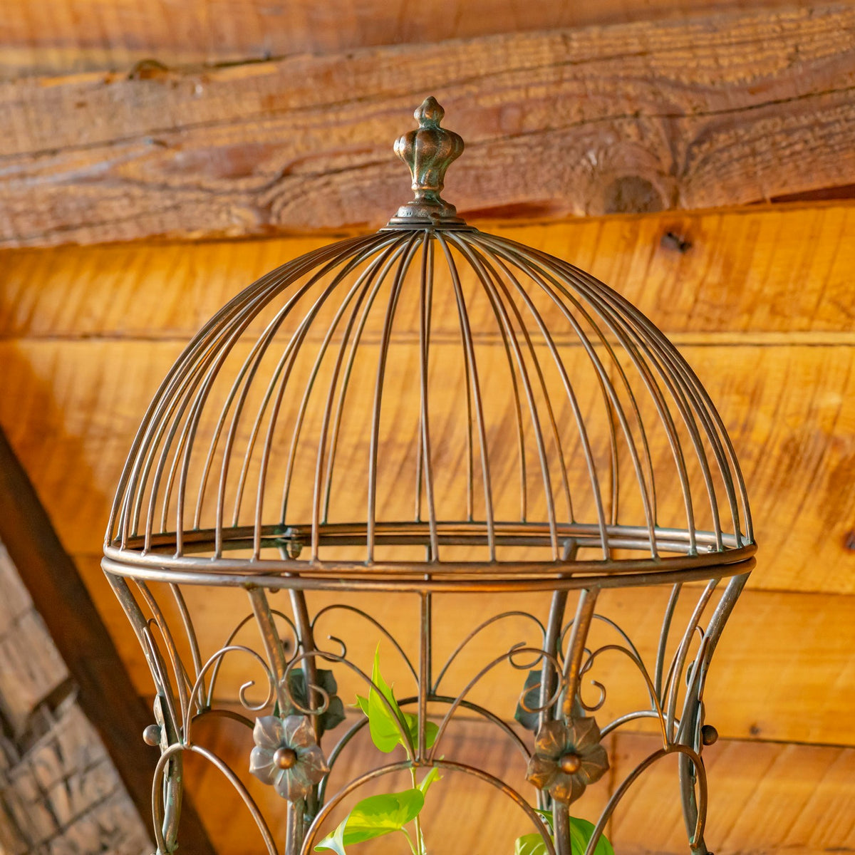 Domed metal cage top with a small finial and flower scrollwork against a wooden wall.