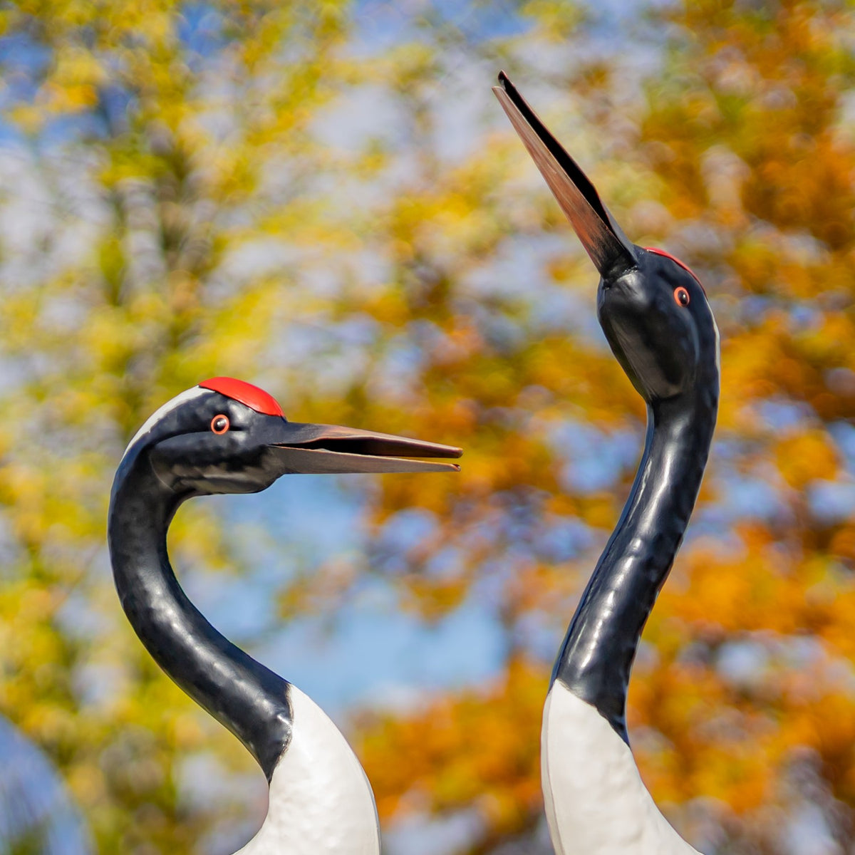 Close-up of the cranes' dark necks and long beaks against autumn foliage