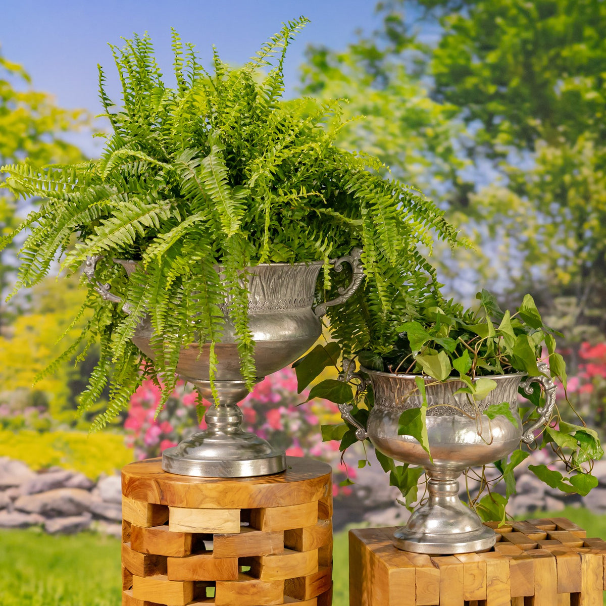 Two silver handled urns used as planters, one holding a fern and the other trailing greenery.
