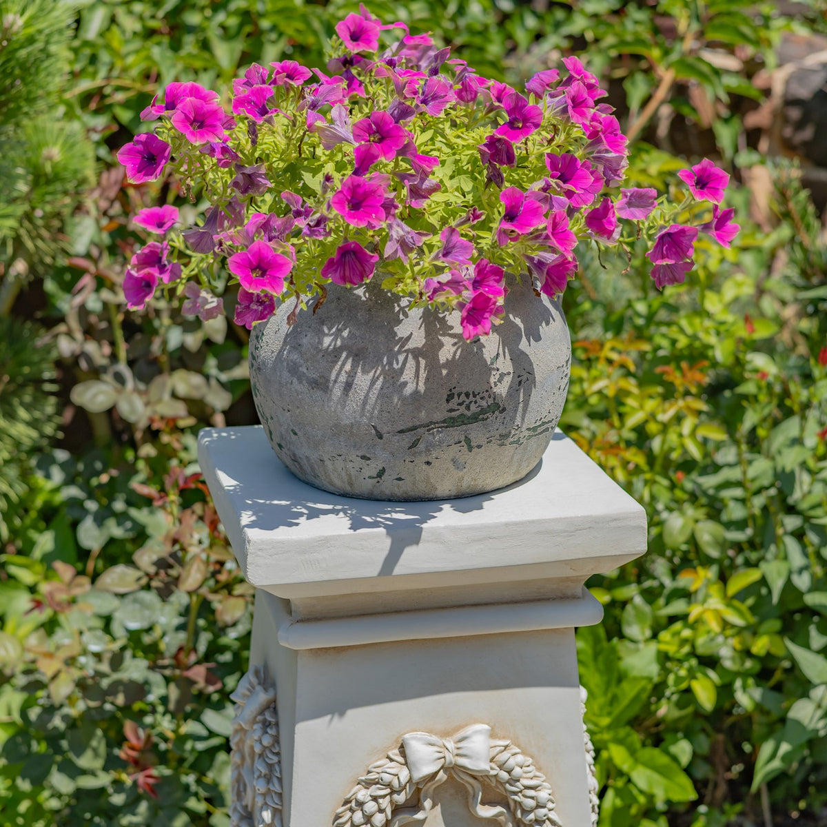 Cream square column pedestal topped with a gray planter overflowing with bright pink flowers in a garden.
