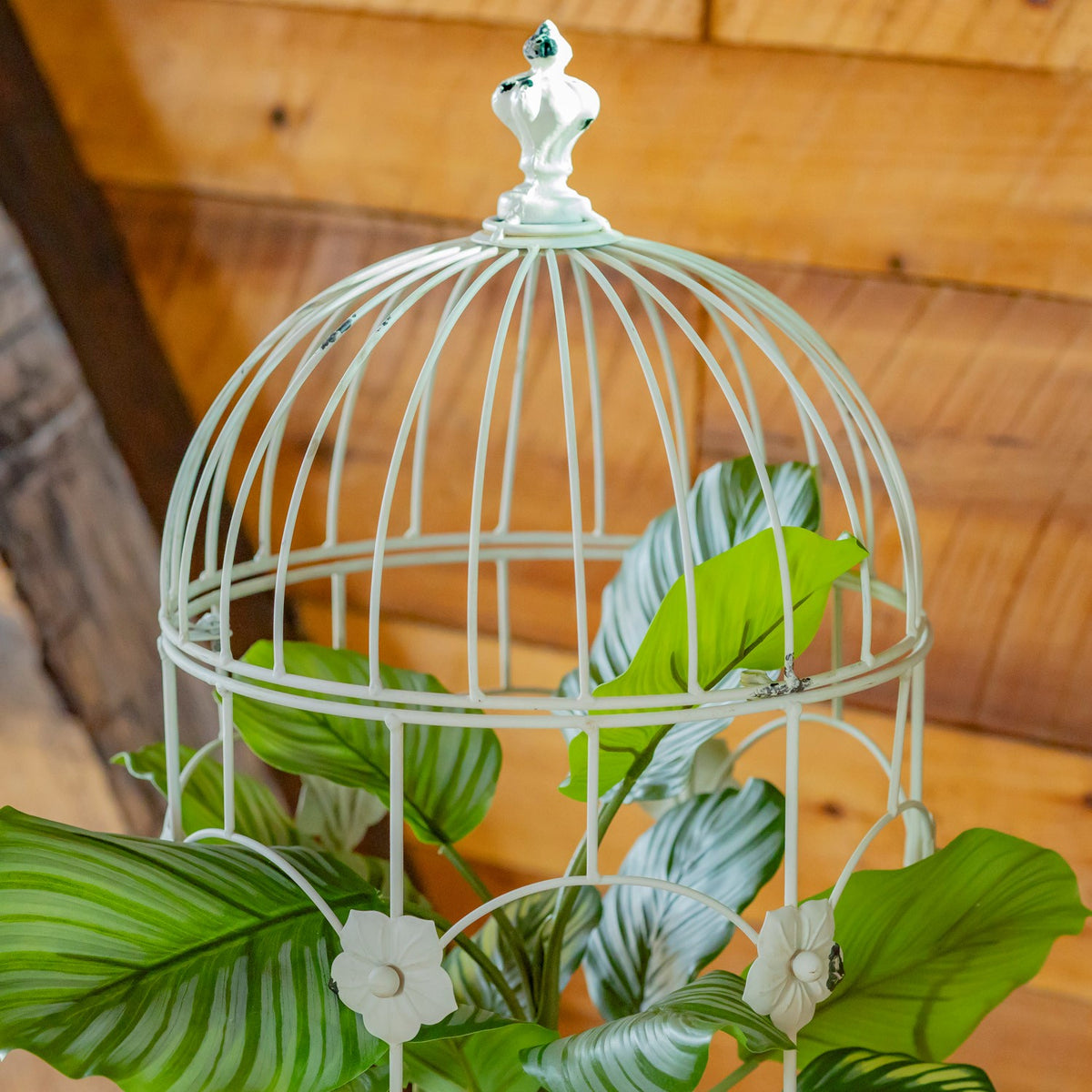 Close-up of a white domed iron cage with flower ornaments and green leaves inside.