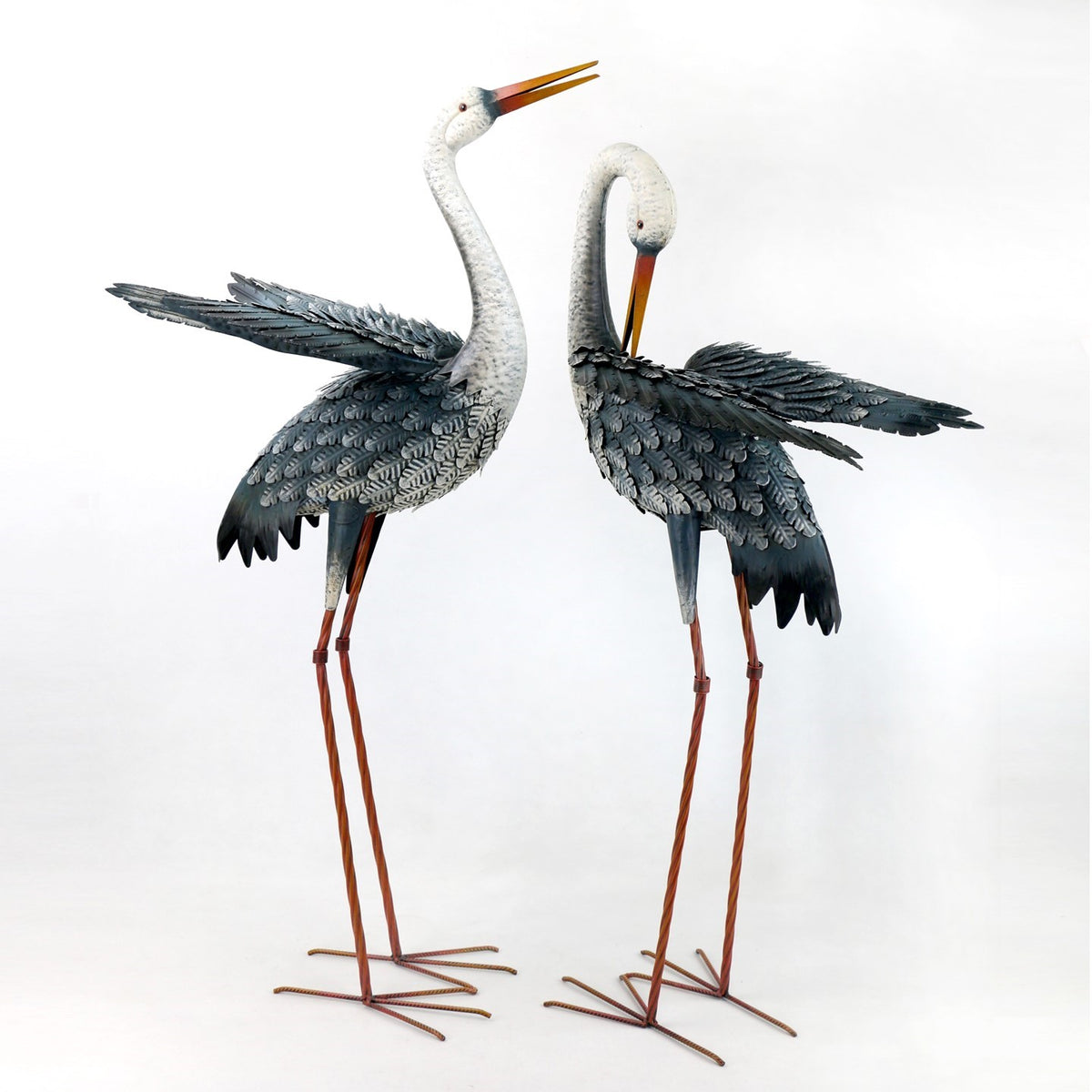 A second view of two white-headed egrets with dark feathered wings and long rust-colored legs.