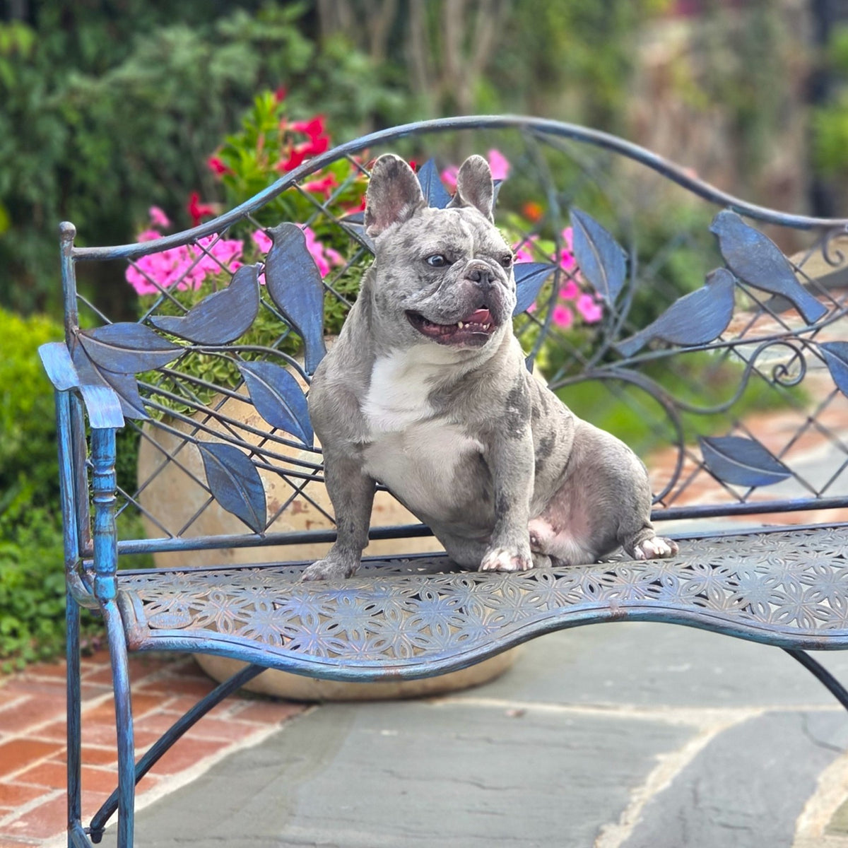 A gray dog sits on a blue metal garden bench with bird-shaped backrest details among flowers.