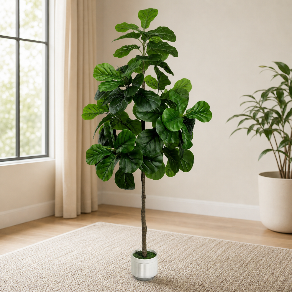 Fiddle Leaf Fig Artificial Tree, 6 ft, White Planter centered in a warm neutral furnished room